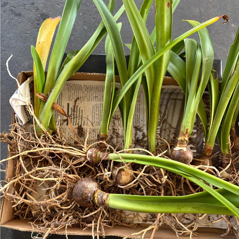 12 Amaryllis, Apple Blossom bulbs in pink and white. - Picture 4 of 6